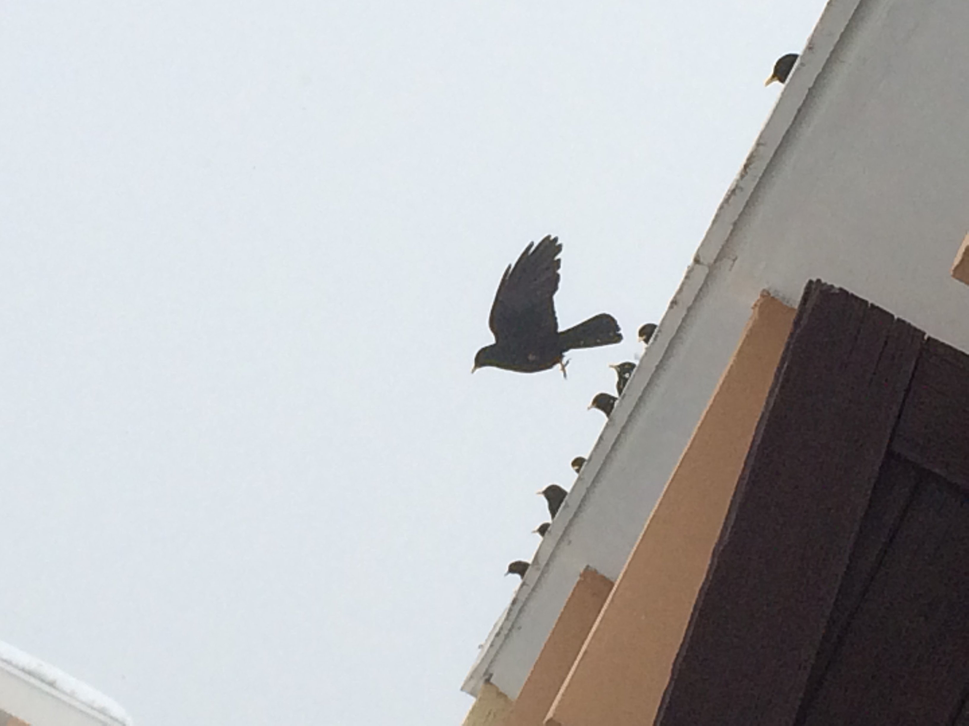 10 Saut dans le vide 69443650f2eb35.27809183.JPG