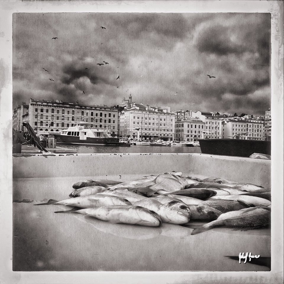 Michel Amas 69444e9ae9bb81.70359372.jpg